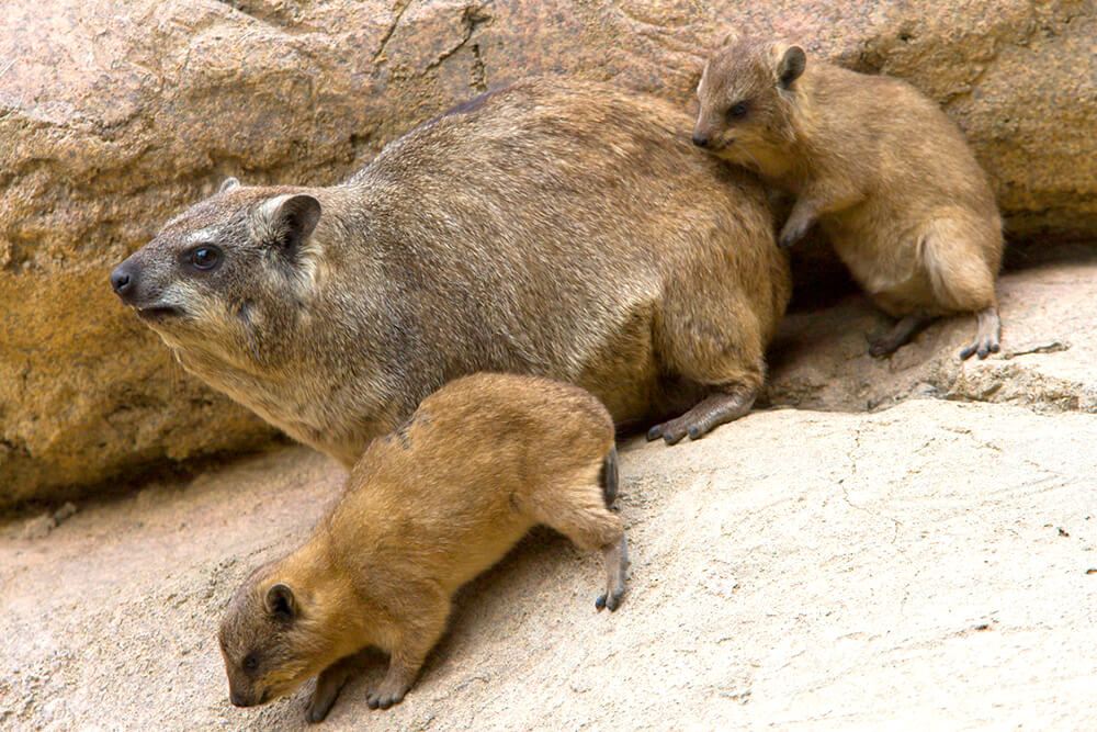 Lesson from Coneys (Badgers) (Proverbs 30:26) – Morning Dew . Life